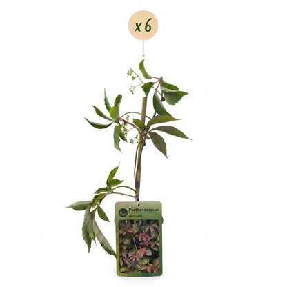 Vigne vierge de Henry (Parthenocissus henryana) - grimpante au feuillage flamboyant