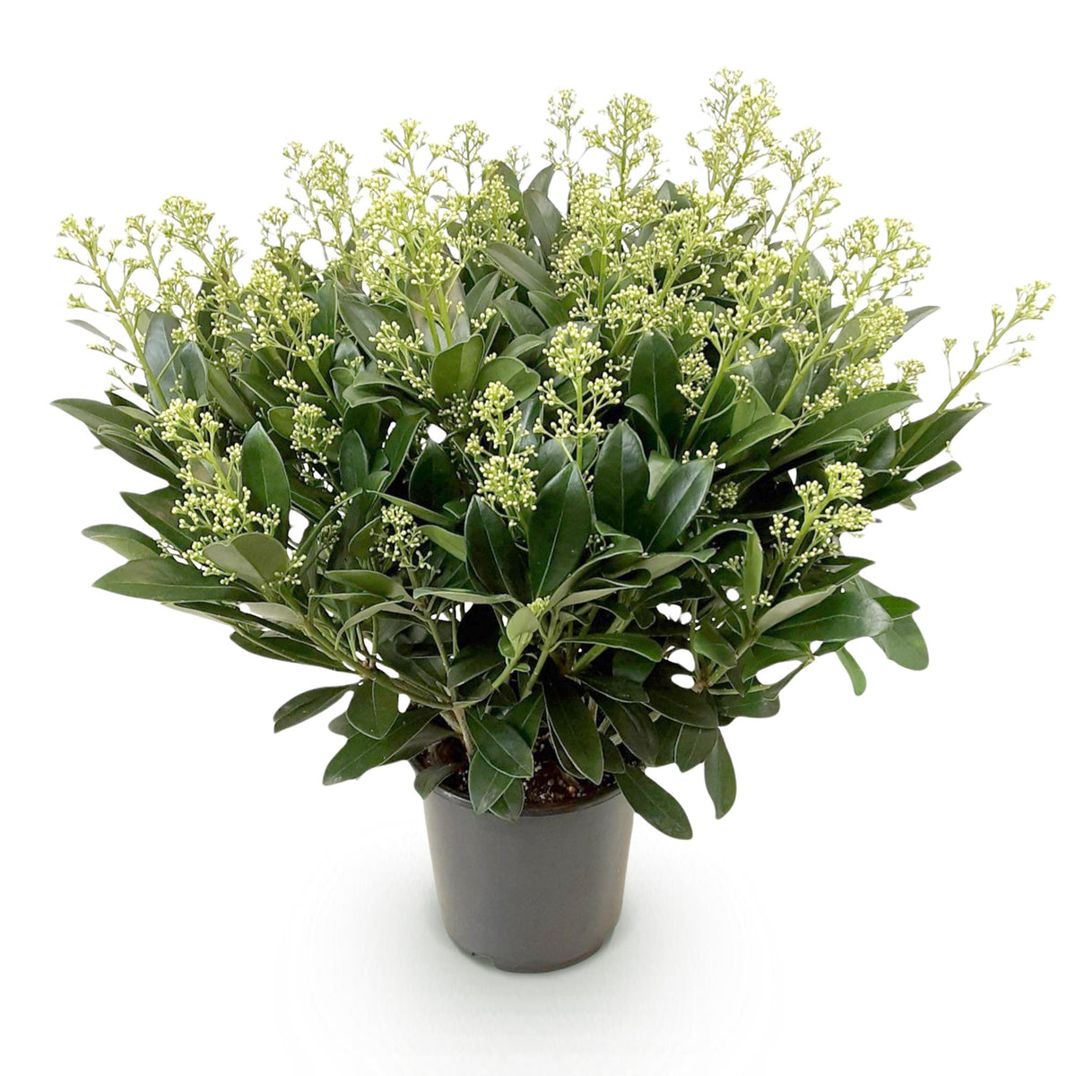 Skimmia 'Finchy' - 1 plant en pot de 19 cm