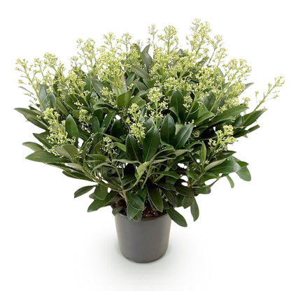 Skimmia 'Finchy' - 1 plant en pot de 19 cm