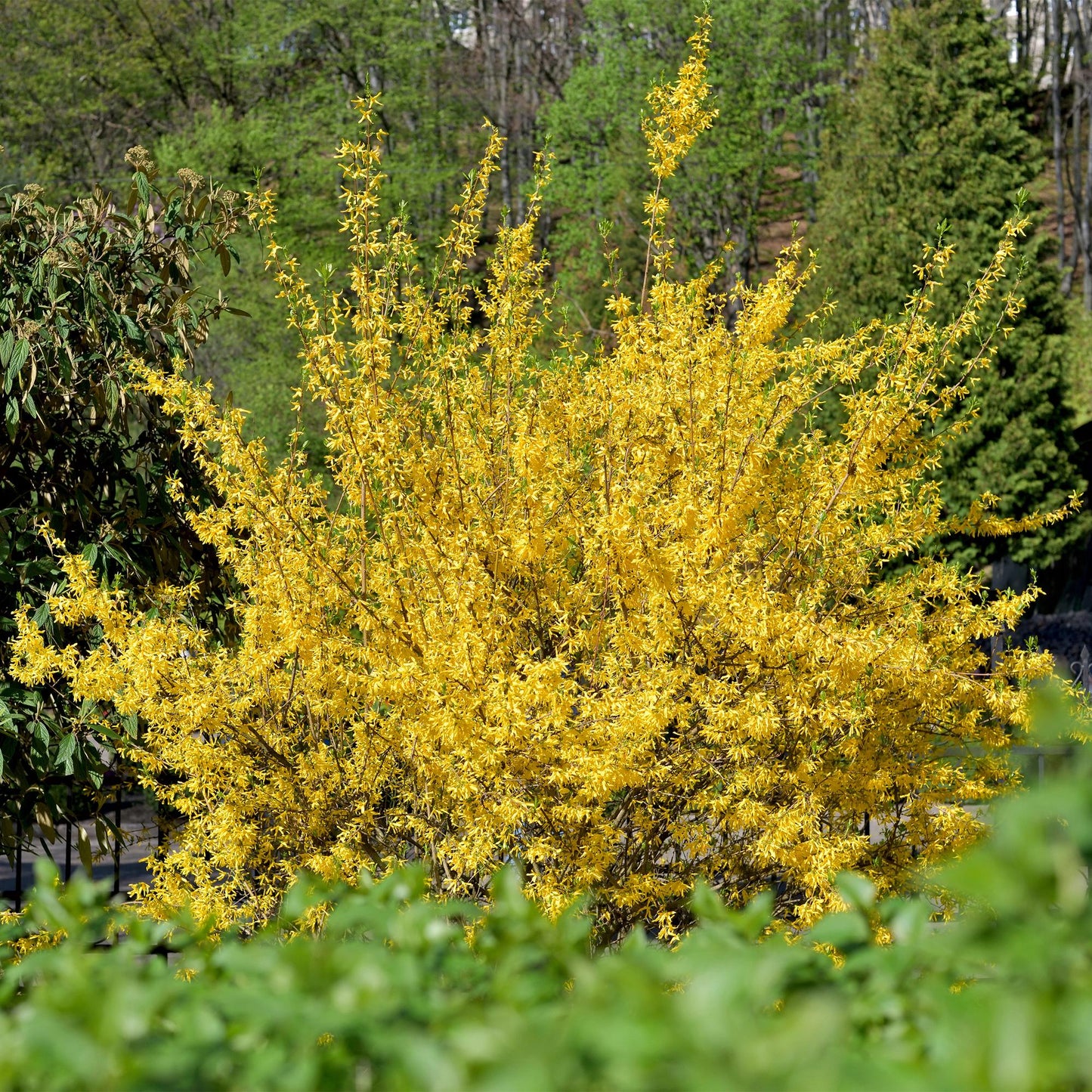 Forsythia intermedia Goldrauch en pleine floraison avec ses branches couvertes de fleurs jaunes vives, planté dans un jardin ensoleillé.