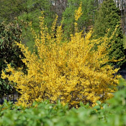 Forsythia intermedia Goldrauch en pleine floraison avec ses branches couvertes de fleurs jaunes vives, planté dans un jardin ensoleillé.