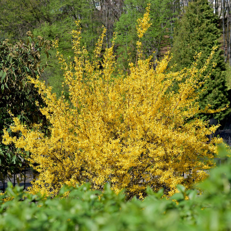 Forsythia 'Goldrausch' (Forsythia) - arbuste fleuri - Pot 17 cm - Hauteur 45 cm