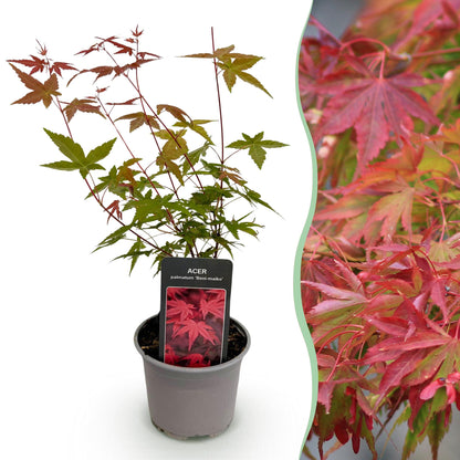 Acer palmatum Beni-maiko en pot sur fond blanc avec un gros plan du feuillage rouge et vert de la plante à droite.