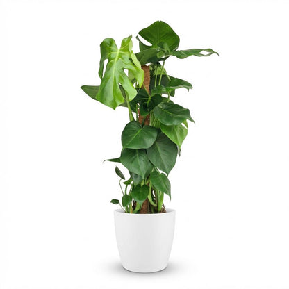 Monstera Deliciosa plante d'intérieur sur tuteur mousse, pot 19cm, hauteur 90cm, feuilles fenêtrées vertes