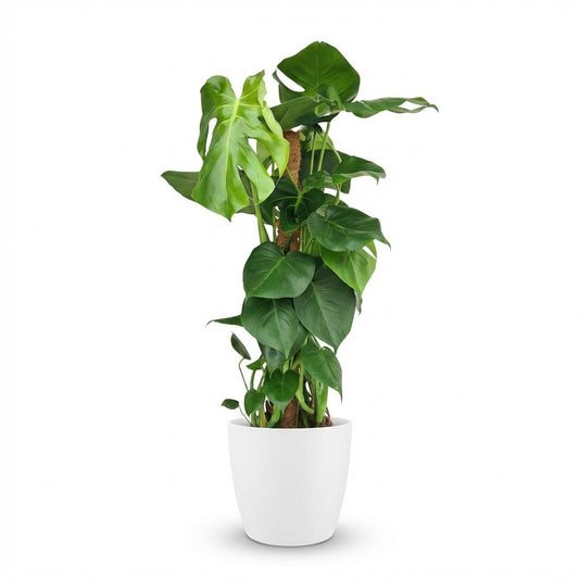 Monstera Deliciosa plante d'intérieur sur tuteur mousse, pot 19cm, hauteur 90cm, feuilles fenêtrées vertes