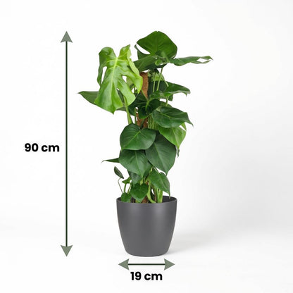 Plante d'intérieur - Monstera Deliciosa sur tuteur - Vert - Peu d'entretien - 1 Plante - avec Potter Gris - Pot 19cm - Hauteur 90cm
