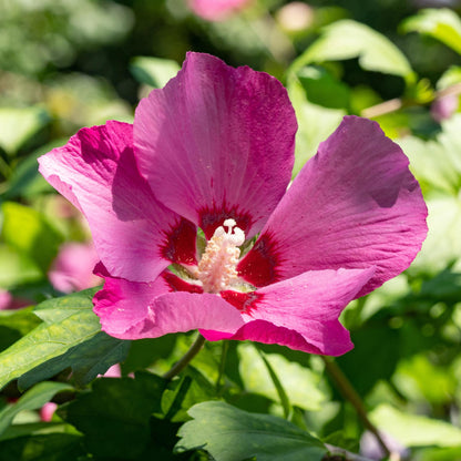 Hibiscus syriacus Woodbridge, gros plan d'une fleur rose vif aux pétales légèrement froissés, avec un cœur rouge foncé et des pistils clairs