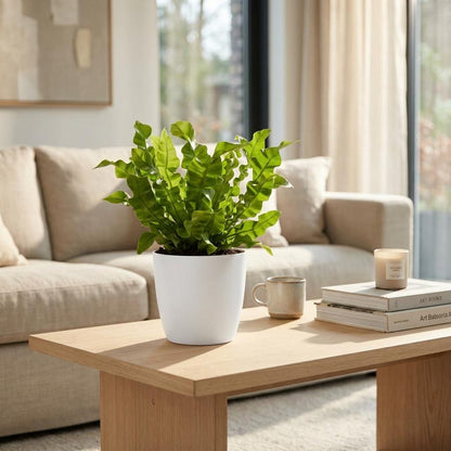 Une magnifique Asplenium Crispy Wave dans un pot de 12cm blanc posée sur une table basse en bois clair dans un salon lumineux