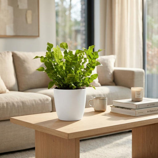 Asplenium Crispy Wave - Fougère Crispy Wave - Pot de 12cm - plantandstories