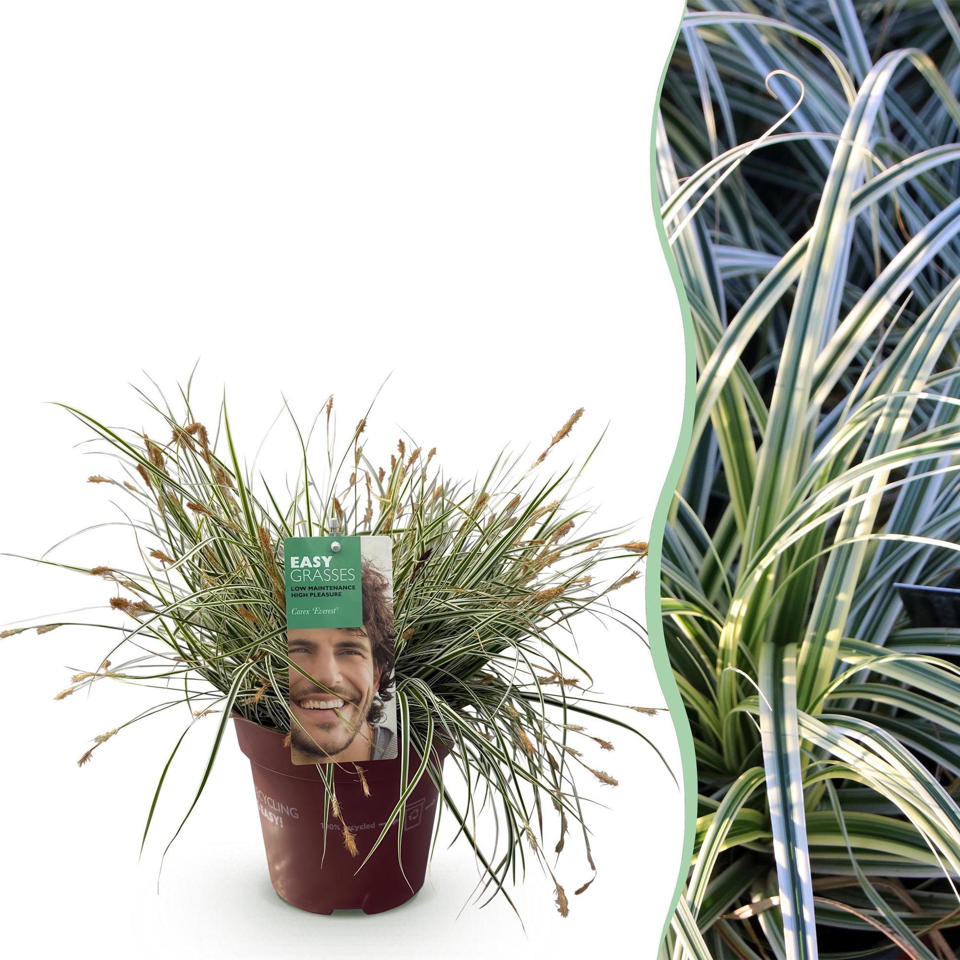 Carex oshimensis Everest : pot de graminées ornementales persistantent à feuilles rayées vert et blanc, avec une vue d'une haie en arrière-p