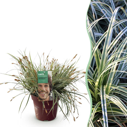 Carex oshimensis Everest : pot de graminées ornementales persistantent à feuilles rayées vert et blanc, avec une vue d'une haie en arrière-p