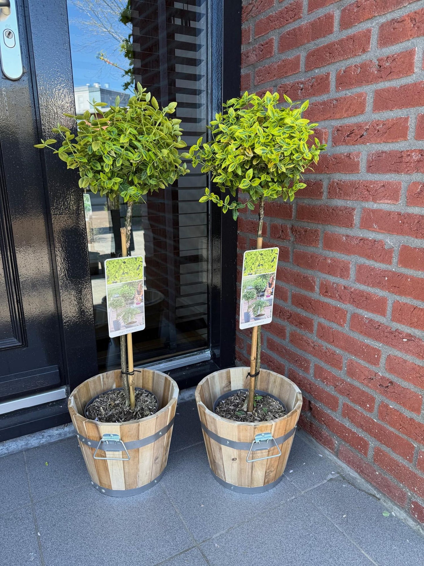 Euonymus fortunei Emerald n Gold sur tige, un lot de deux plants en pot en bois, avec un feuillage vert-jaune éclatant, devant une porte et 