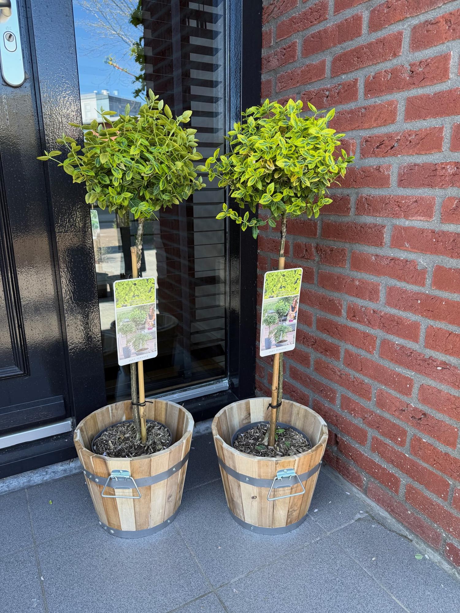 Euonymus fortunei Emerald n Gold sur tige, un lot de deux plants en pot en bois, avec un feuillage vert-jaune éclatant, devant une porte et 