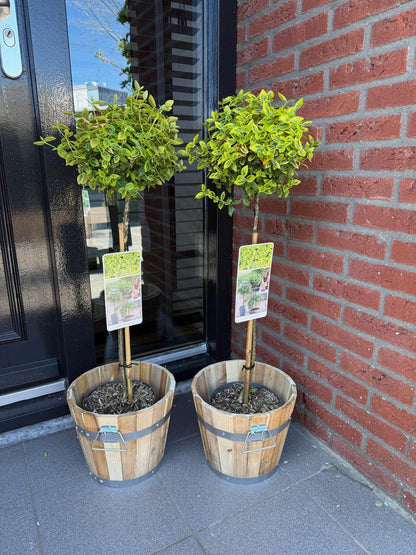 Euonymus fortunei Emerald n Gold sur tige, un lot de deux plants en pot en bois, avec un feuillage vert-jaune éclatant, devant une porte et 
