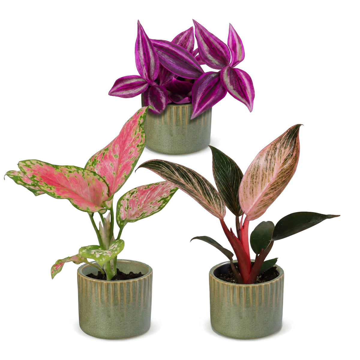Bébés plantes roses en pot de 6 cm, 3 plantes, cache-pot vert olive