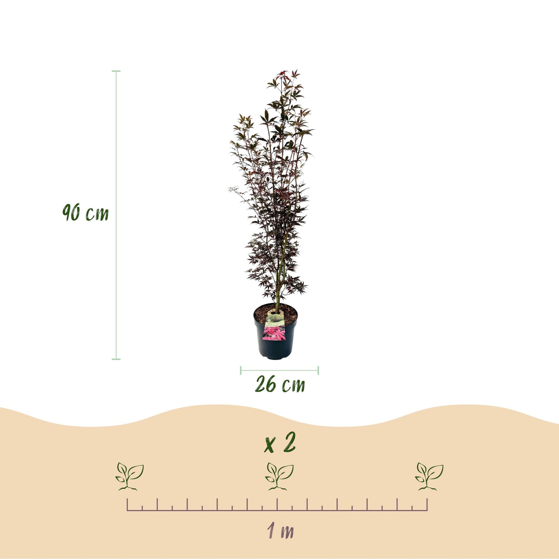 Acer palmatum Skeeters Broom, érable japonais, en pot de 26cm pour 90cm de haut, avec un guide d'espacement de 1m pour 2 plantes.