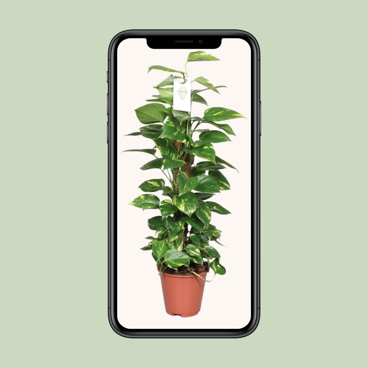 L'Epipremnum pinnatum en pot de 19 cm présenté sur un écran de téléphone