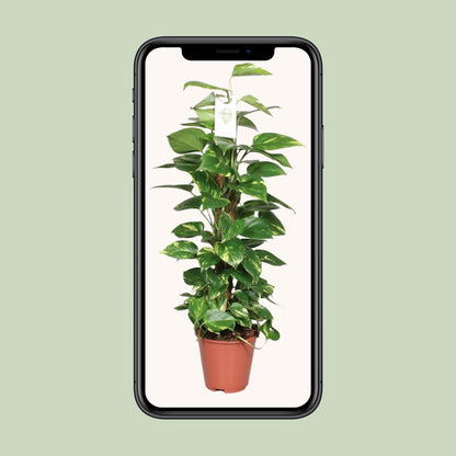 L'Epipremnum pinnatum en pot de 19 cm présenté sur un écran de téléphone