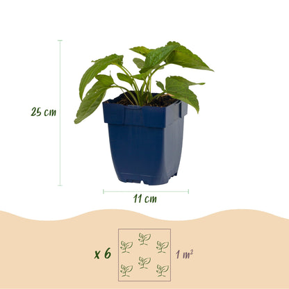 Rudbeckia fulg. Goldsturm en pot de 11cm, hauteur 25cm. L'infographie indique la plantation de 6 plants par m².