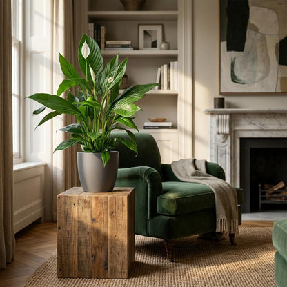 Spathiphyllum avec Potter gris - 80cm - Ø21