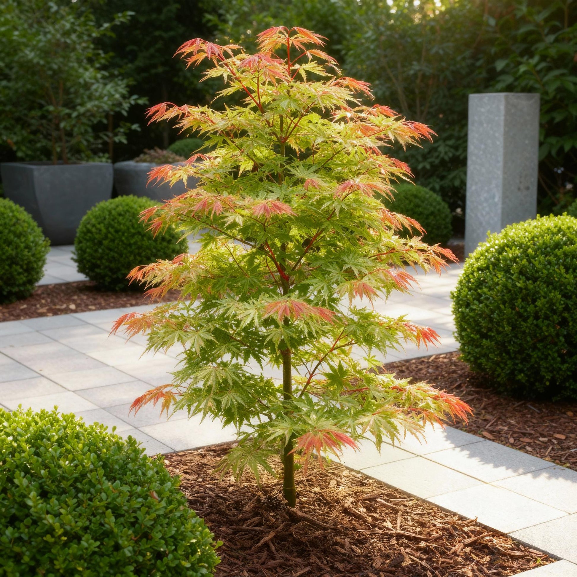 Acer palmatum Phoenix dans un jardin moderne, ses feuilles vertes et roses contrastant avec le paillis et les bordures de buis.
