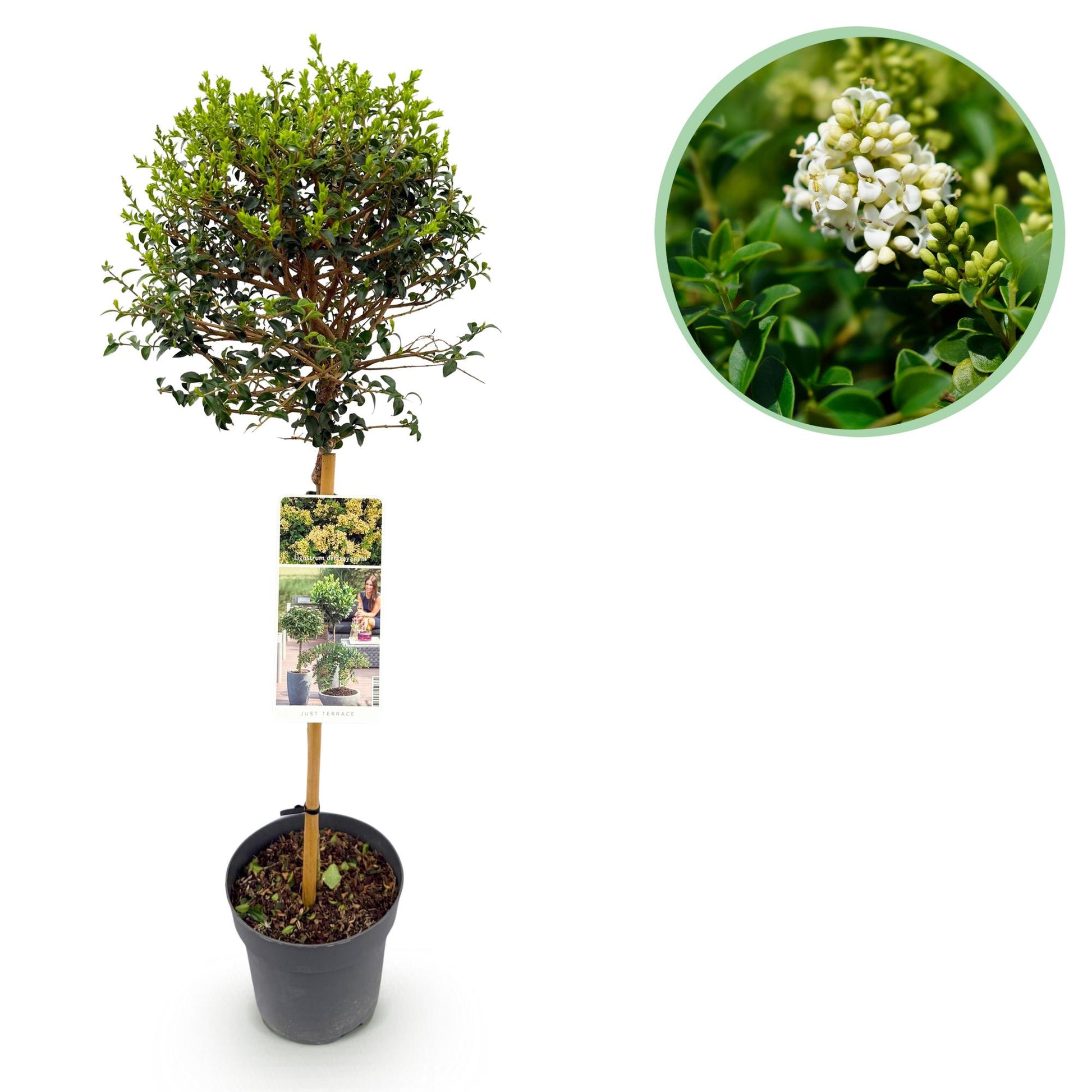 Ligustrum delavayanum sur tige en pot, prêt à planter, avec un gros plan en médaillon de ses petites fleurs blanches délicates et parfumées.