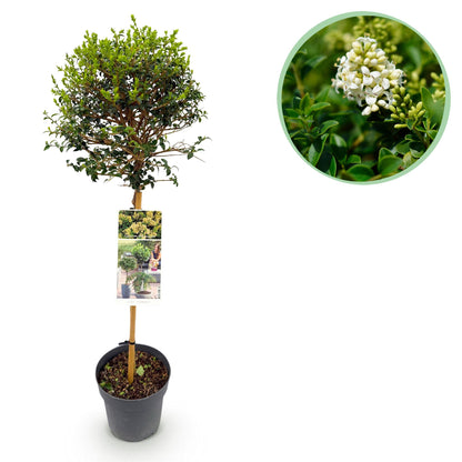Ligustrum delavayanum sur tige en pot, prêt à planter, avec un gros plan en médaillon de ses petites fleurs blanches délicates et parfumées.