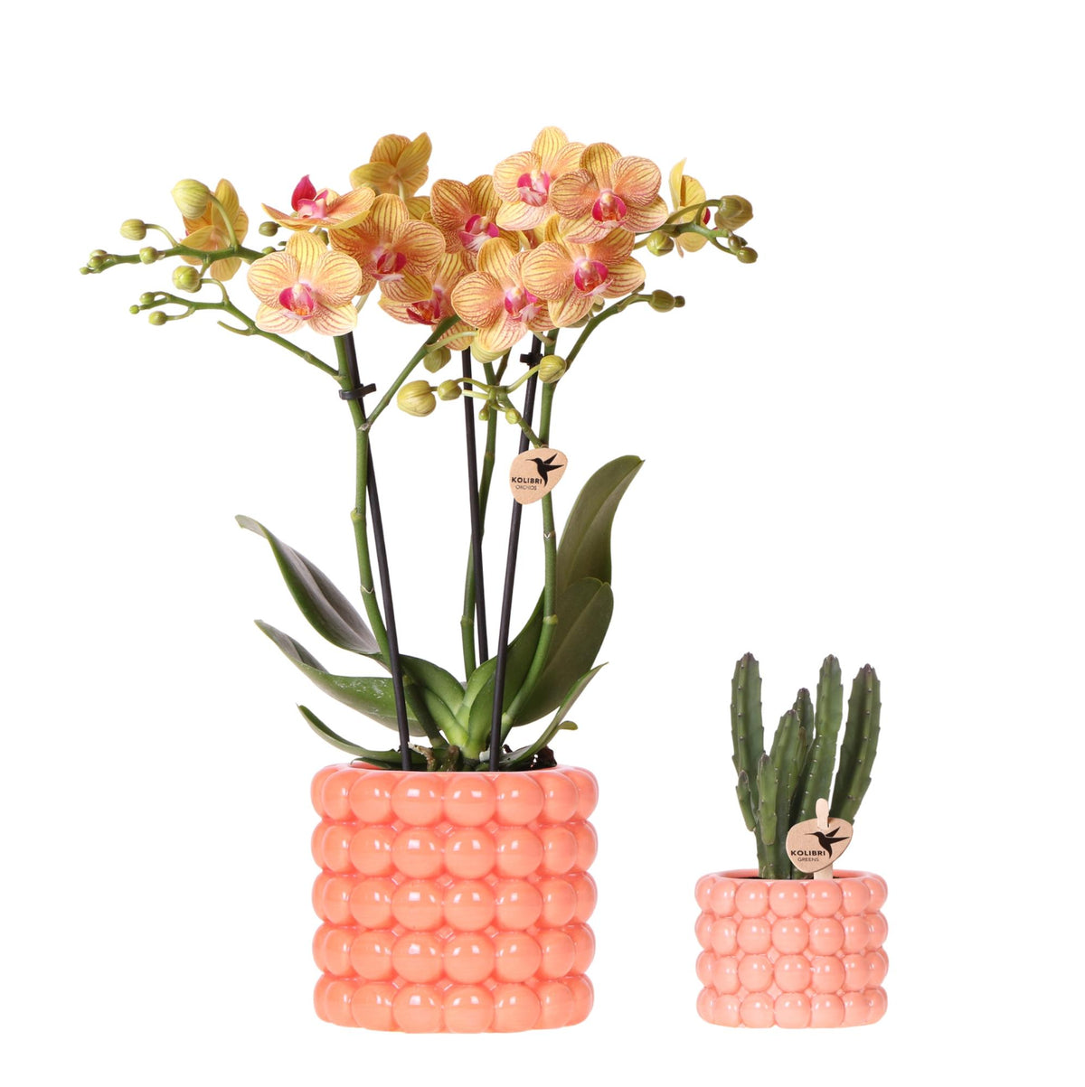 Orchidée Phalaenopsis orange en pot