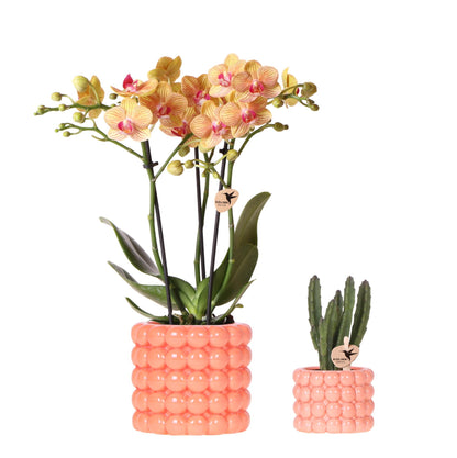 Orchidée Phalaenopsis orange en pot