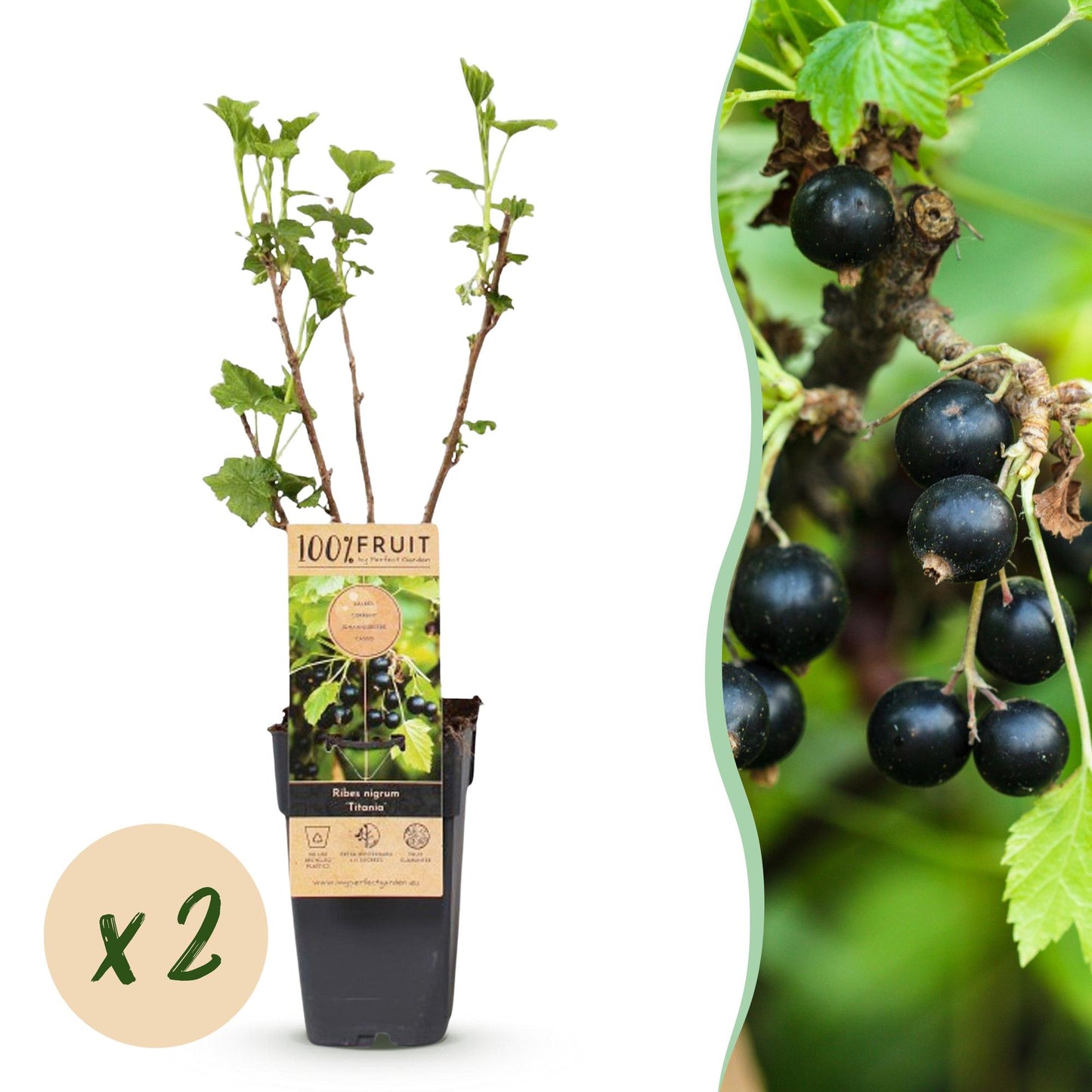 Cassis Ribes nigrum Titania : deux plants en pot sur fond blanc, avec pastille 'x2', et un gros plan de fruits noirs sur fond vert.