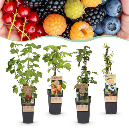 Ribes - Rubes-Vaccinium Mix Regenbogen : Lot de 4 plants de petits fruits variés sur fond blanc, avec des baies en arrière-plan.