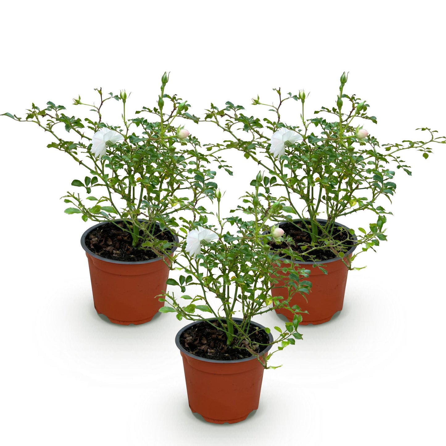 Rosier de Jardin 'Rosa White Fairy', rosier en pot de 12cm et de 20-25cm de hauteur. Trois plants alignés sur fond blanc.