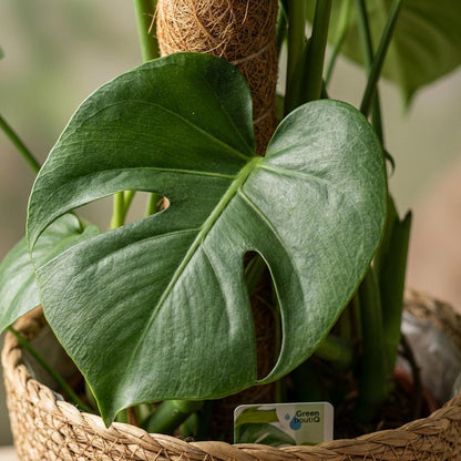 Plante d'intérieur - Monstera Deliciosa sur tuteur - Vert - Entretien facile - 1 Plante - avec Panier - Pot 19cm - Hauteur 90cm