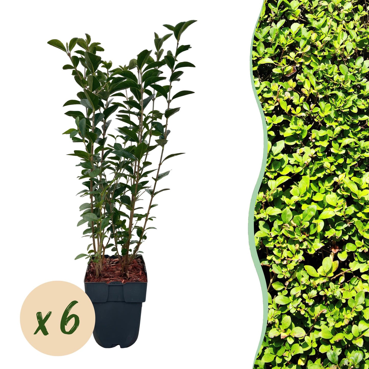 Ligustrum ovalifolium : lot de 6 plantes en pot, feuillage vert persistant, idéales pour créer une haie. Prêtes à planter.