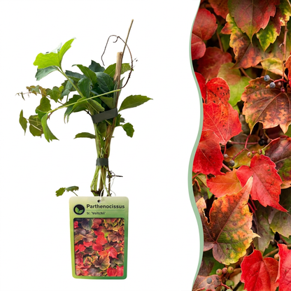 Vigne vierge de Boskoop (Parthenocissus tricuspidata) - grimpante au feuillage flamboyant