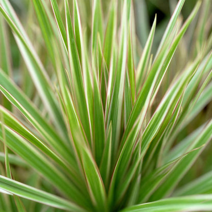 Plantes d'intérieur - Dracaena Marginata Bicolor - Arbre à dragon - Peu d'entretien - Vert - marron - 1 Plante - avec Potter Blanc - Pot 21cm - Hauteur 90-100cm