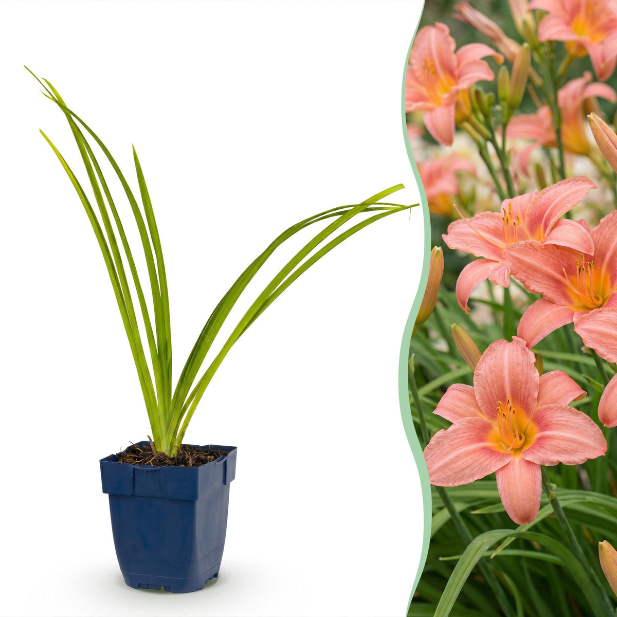 Hémérocalle 'Pink Damask' en pot de 11 cm et détail du feuillage et des fleurs