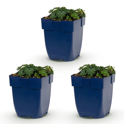 Géranium sang. Max Frei. Lot de trois jeunes plants de géranium vivace en pots bleus, avec feuillage vert luxuriant, sur fond blanc.