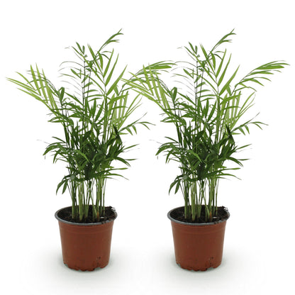Deux Chamaedorea elegans - Palm d'or avec un feuillage vert dense et élégant dans leurs pots de culture bruns d'origine