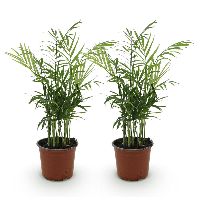 Chamaedorea elegans - Palm d'or - Lot de 2 Plantes - Pot de 12cm - Hauteur 35-40cm