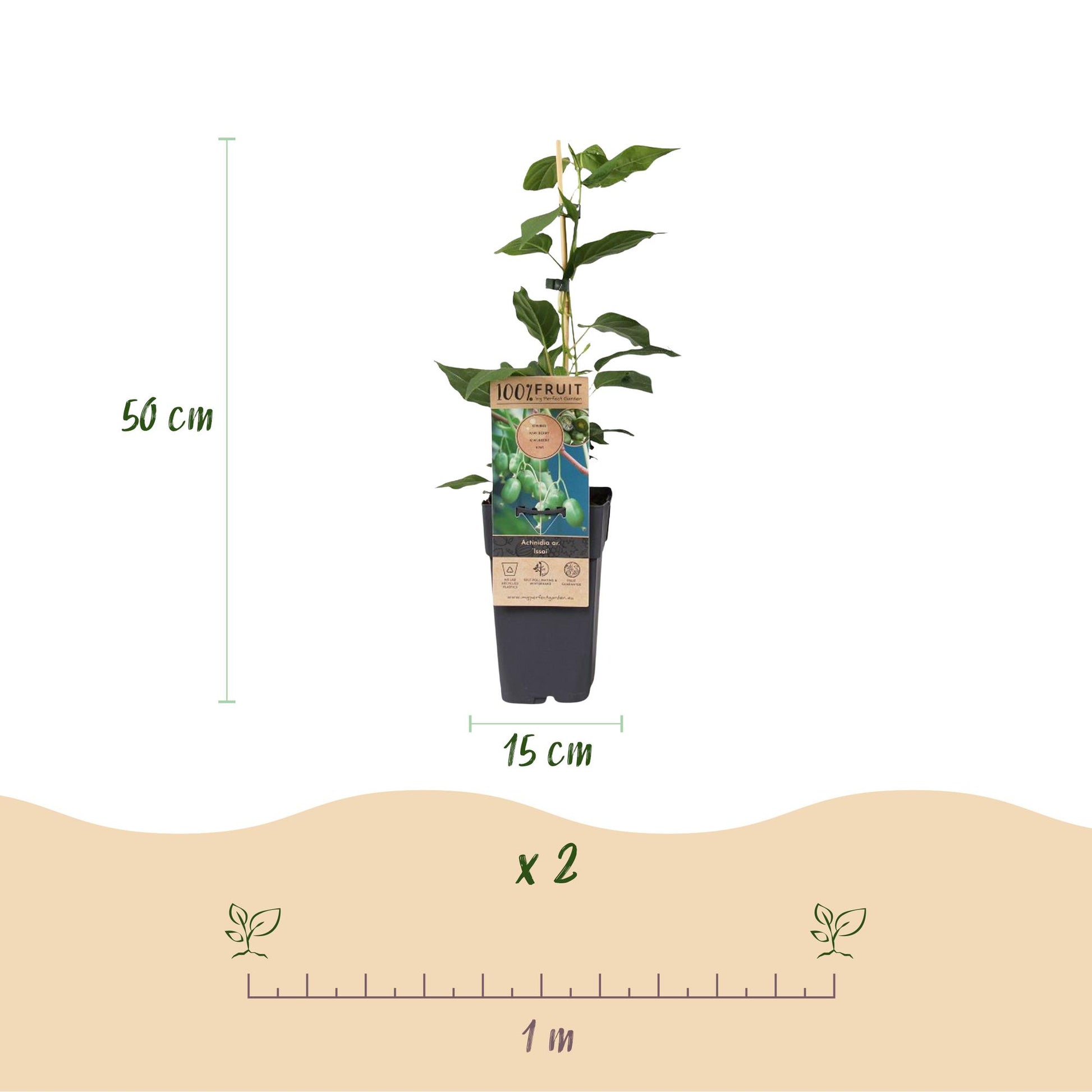 Actinidia arguta Issai : Schéma montrant la plante en pot de 15 cm, mesurant 50 cm de haut. Indique un lot de 2 plants et un espacement de p