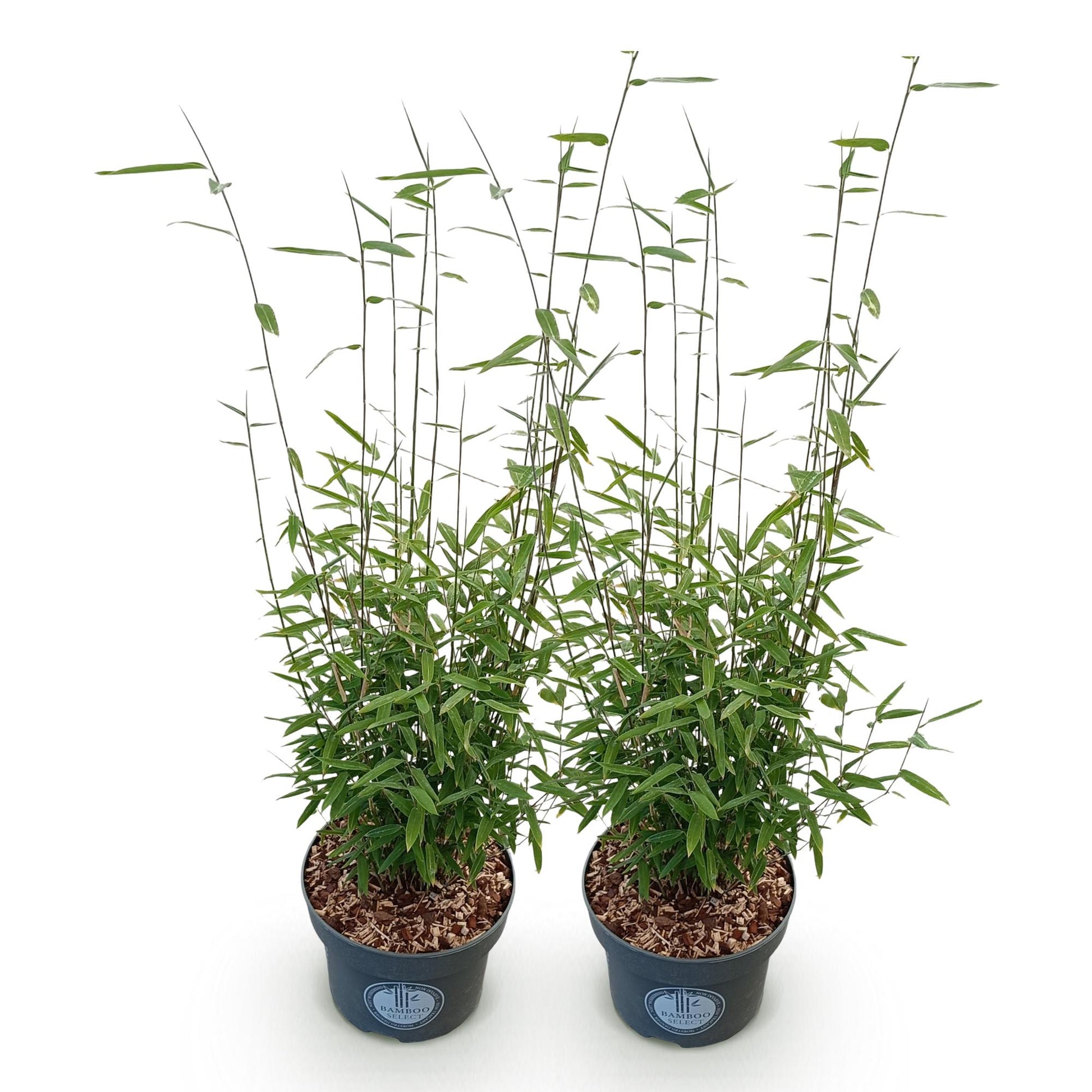Fargesia nitida Black Dragon. Deux plants de bambou non envahissant en pots, sur fond blanc. Feuillage vert dense et tiges fines.