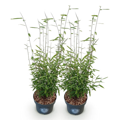 Fargesia nitida Black Dragon. Deux plants de bambou non envahissant en pots, sur fond blanc. Feuillage vert dense et tiges fines.