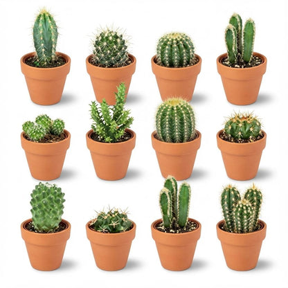 Mini Mélange de Cactus - Pot de 8cm - Hauteur: 5-10 cm - pots en terre cuite - 12 plantes