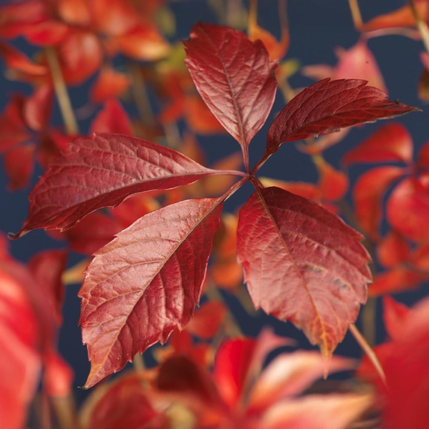 Parthenocissus Engelmannii. Gros plan sur les feuilles rouge vif de la vigne sauvage, offrant une touche automnale intense et colorée.