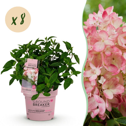 Hydrangea paniculata Groundbreaker Blush : plant en pot avec bulle 'x8', à côté d'un gros plan de ses fleurs roses et blanches délicates.