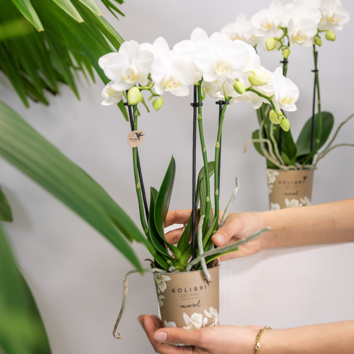 Orchidée Phalaenopsis blanche en pot