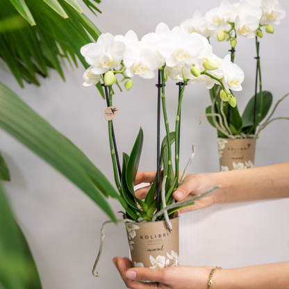 Orchidée Phalaenopsis blanche en pot