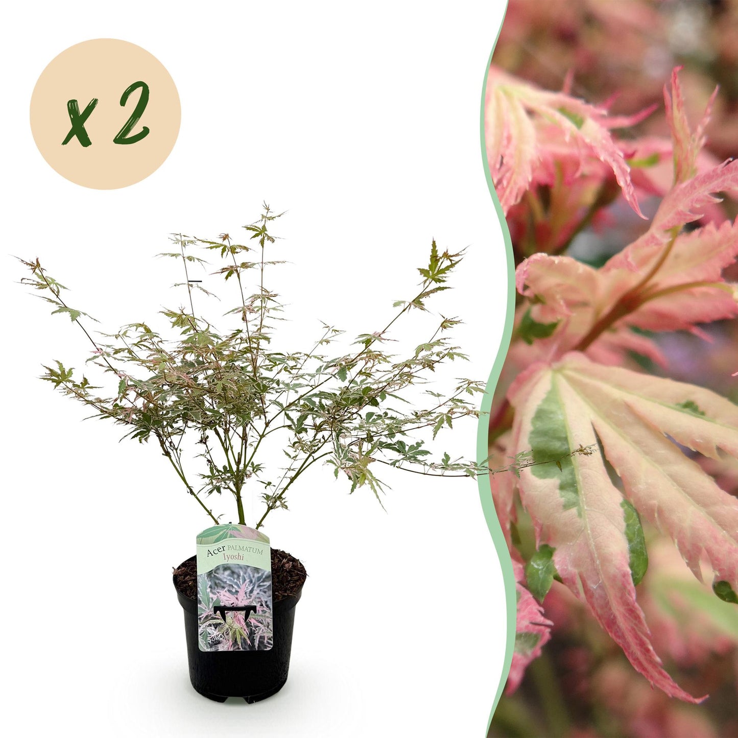 Érable du Japon 'Acer palmatum Iyoshi', plant en pot avec une étiquette, vendu par lot de 2 plants. Feuillage panaché vert et rose.