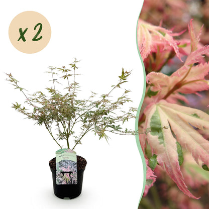Érable du Japon 'Acer palmatum Iyoshi', plant en pot avec une étiquette, vendu par lot de 2 plants. Feuillage panaché vert et rose.